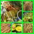 RAMUAN HERBAL DEMAM BERDARAH