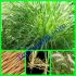 RAMUAN HERBAL KENCING BATU