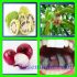RAMUAN HERBAL AMANDEL