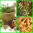 Obat Herbal Haid Tidak Teratur