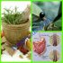 Obat Herbal Radang Usus