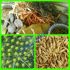 Obat Herbal Sesak Nafas
