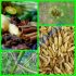 Obat Herbal Usus Buntu