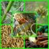 Obat Herbal Selesma