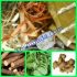 Ramuan Obat Batuk Akar Manis