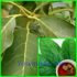 Manfaat Teh Daun Alpukat