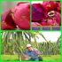 MANFAAT BUAH NAGA UNGU