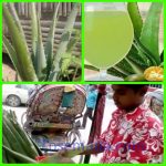 cara membuat jus lidah buaya